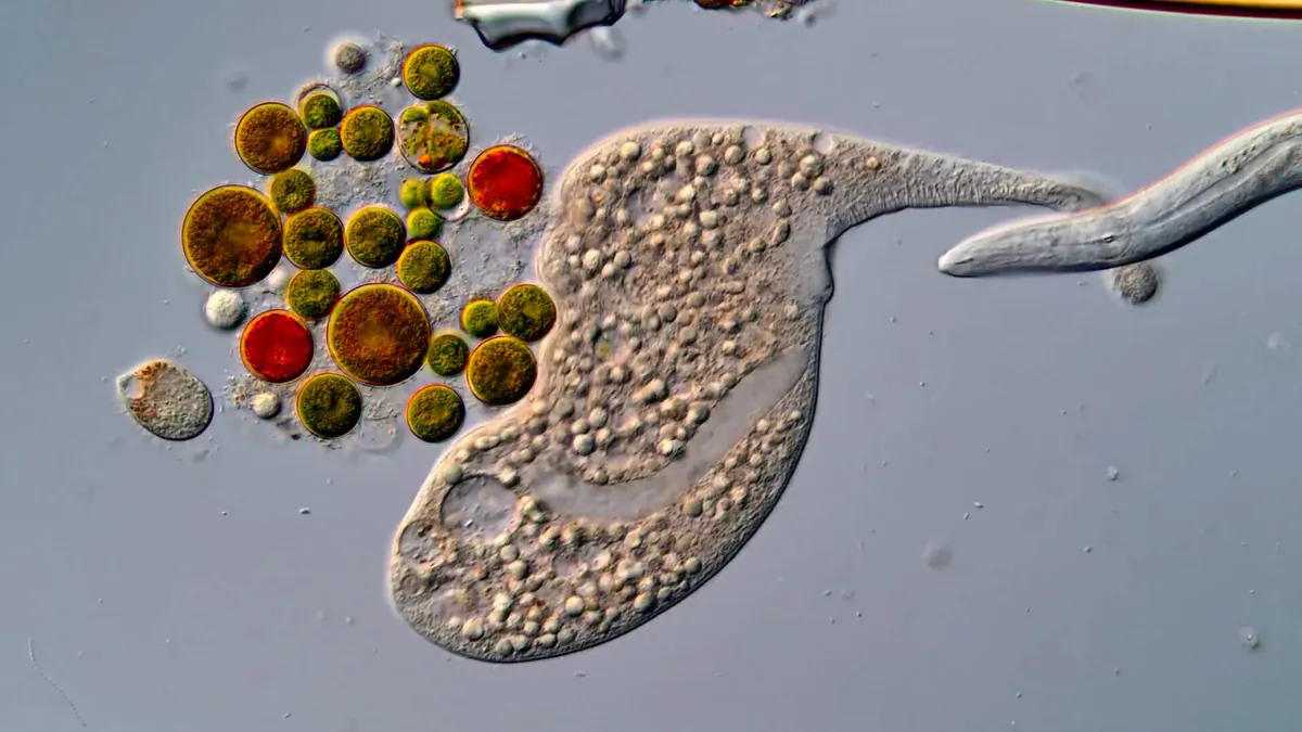 Nikon Strips Small World in Motion Winner of First Prize Over Generative AI Rules